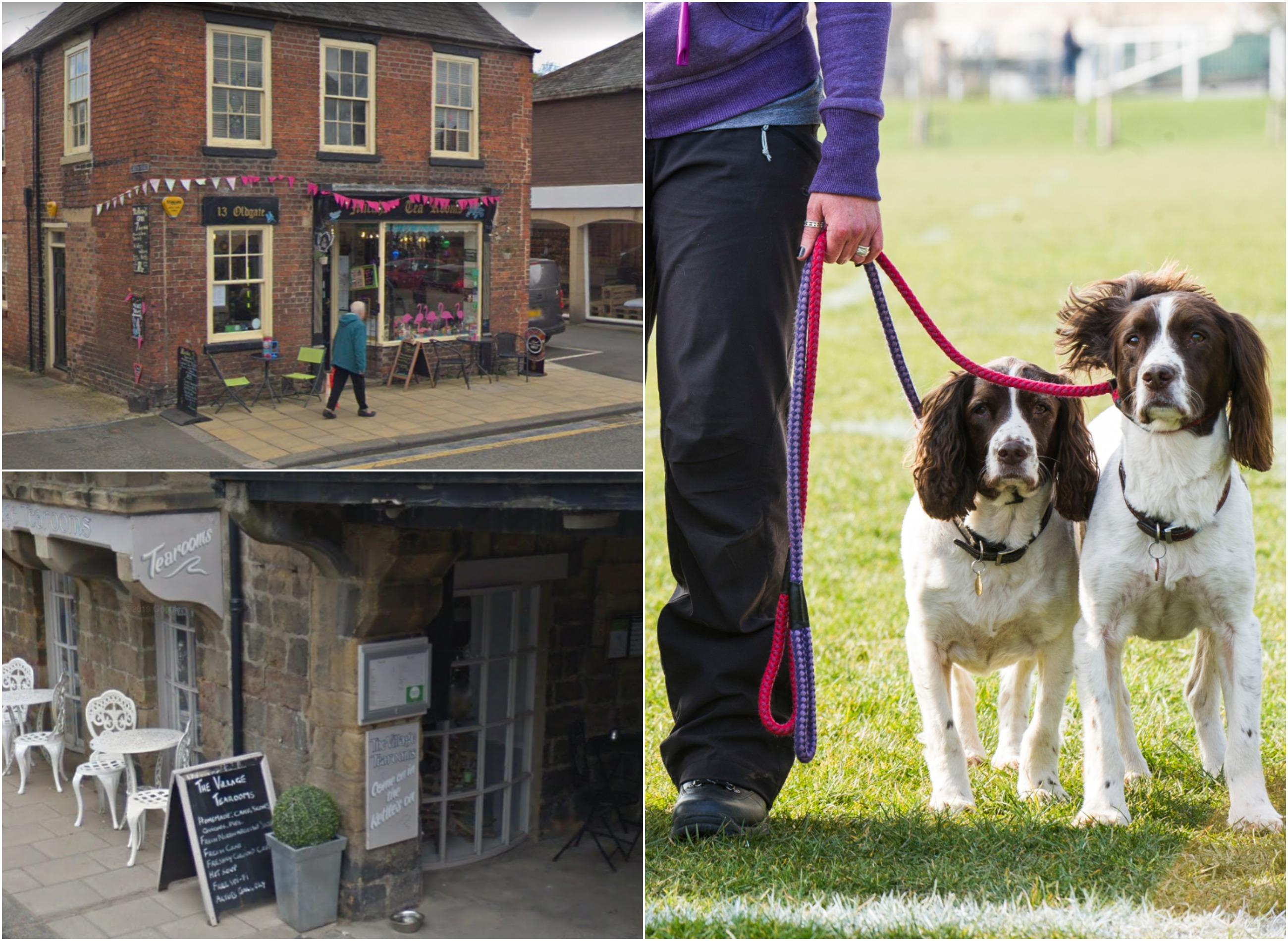 Six dog friendly cafes and bistros in Northumberland to take your pooch